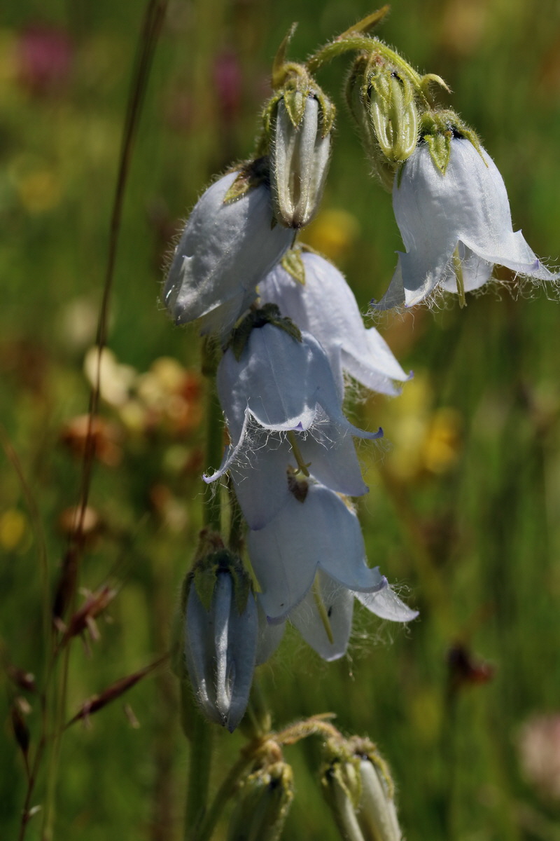 2017_07_05_038088p_Bildgr��e �ndern