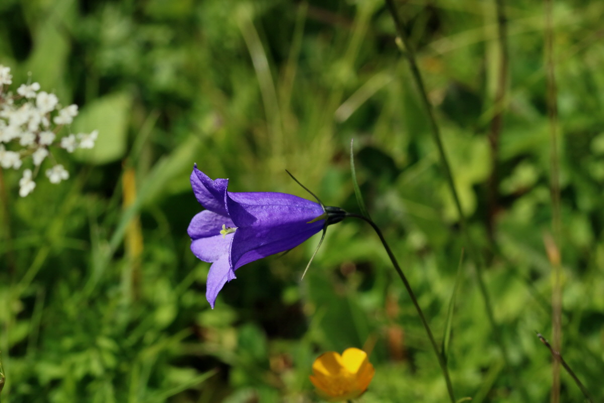 2017_07_05_038105p_Bildgr��e �ndern