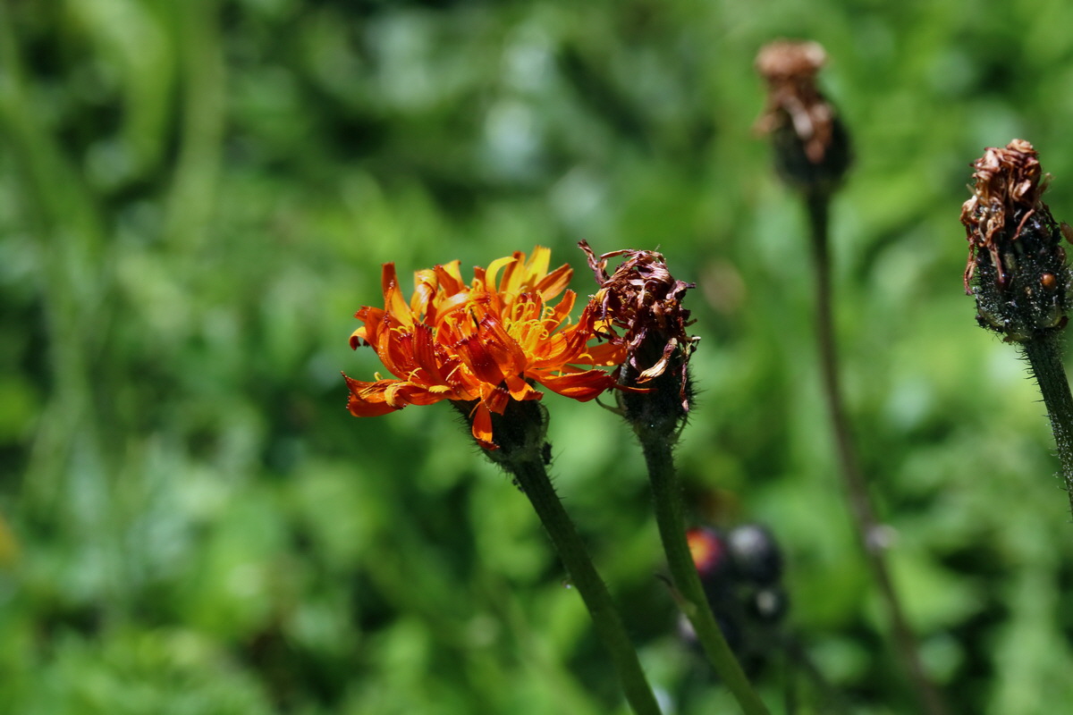 2017_07_05_038106p_Bildgr��e �ndern