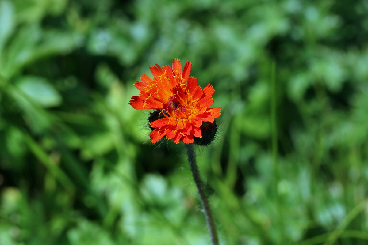 2017_07_05_038108p_Bildgr��e �ndern