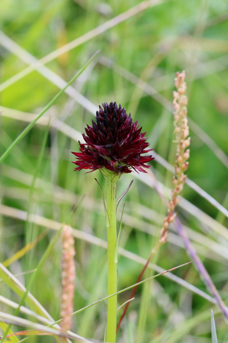 2017_07_05_038116p_Bildgr��e �ndern