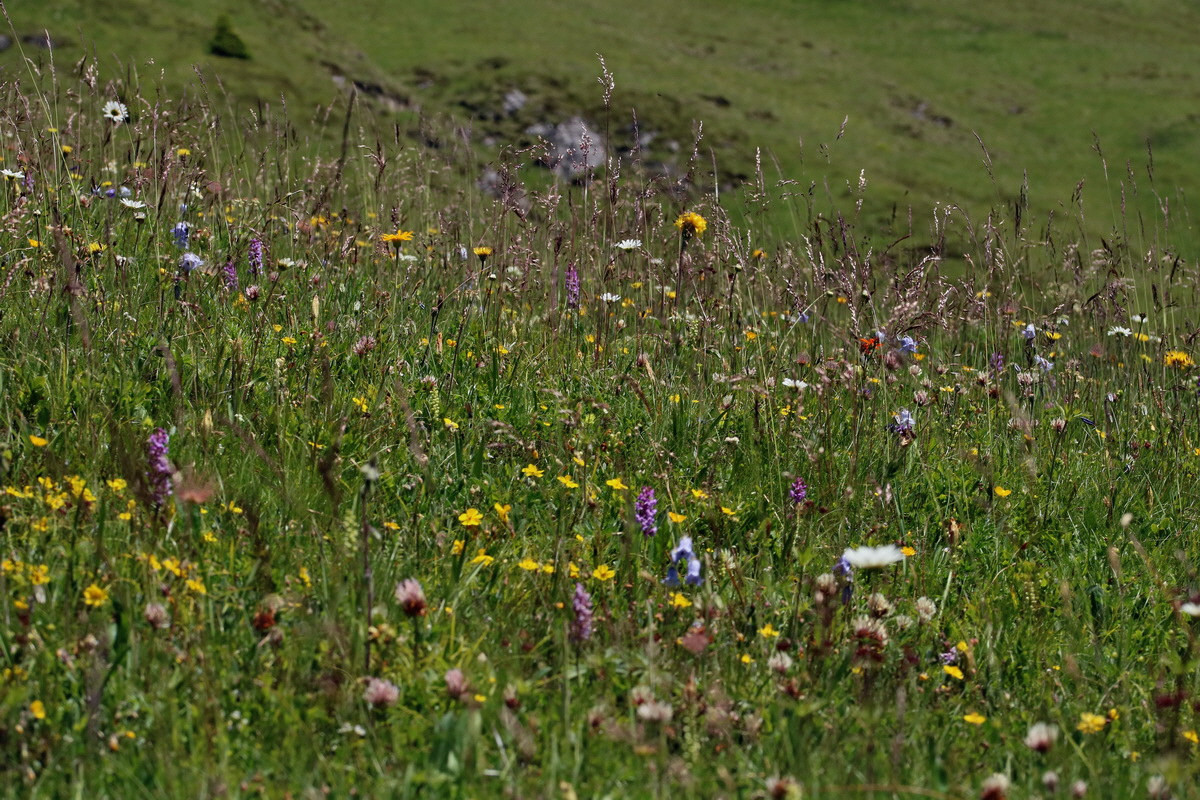 2017_07_05_038132p_Bildgr��e �ndern