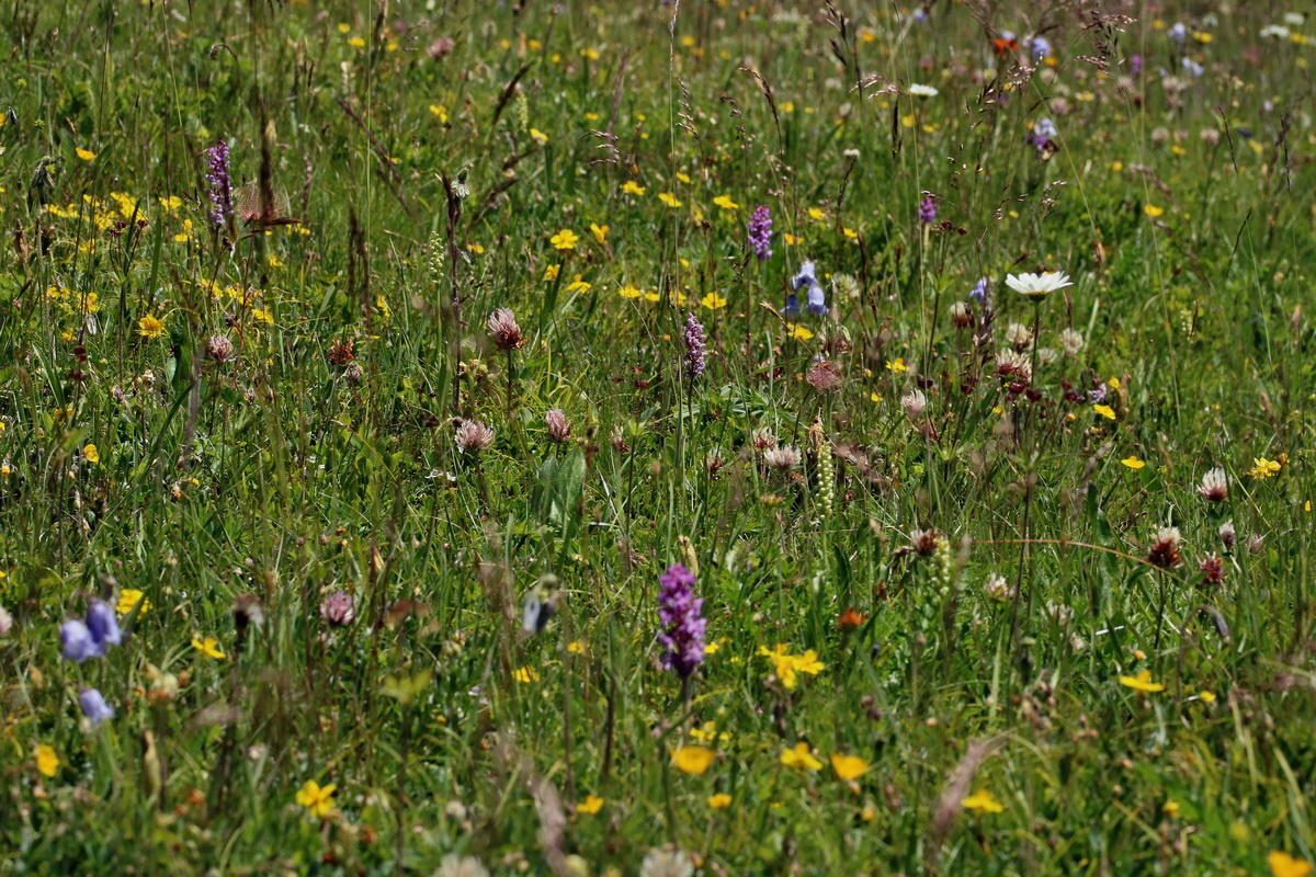 2017_07_05_038136p_Bildgr��e �ndern