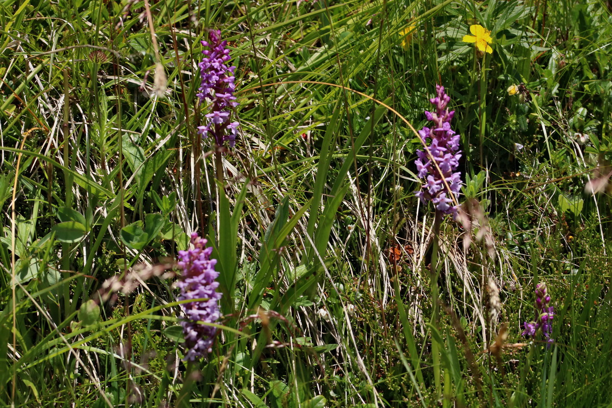 2017_07_05_038137p_Bildgr��e �ndern