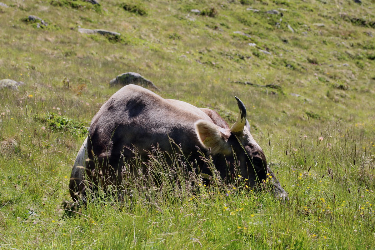 2017_07_06_038246p_Bildgr��e �ndern