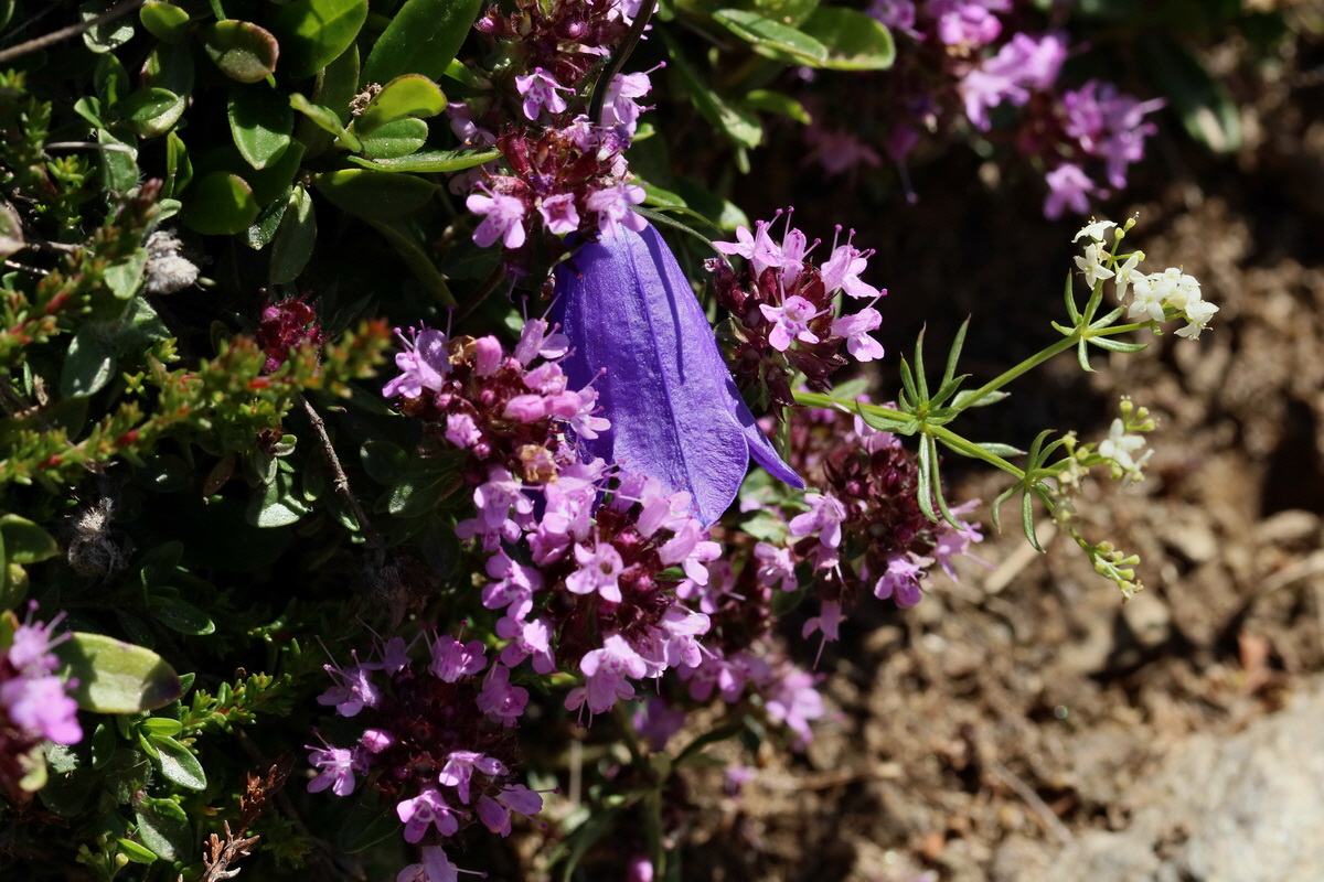 2017_07_06_038249p_Bildgr��e �ndern