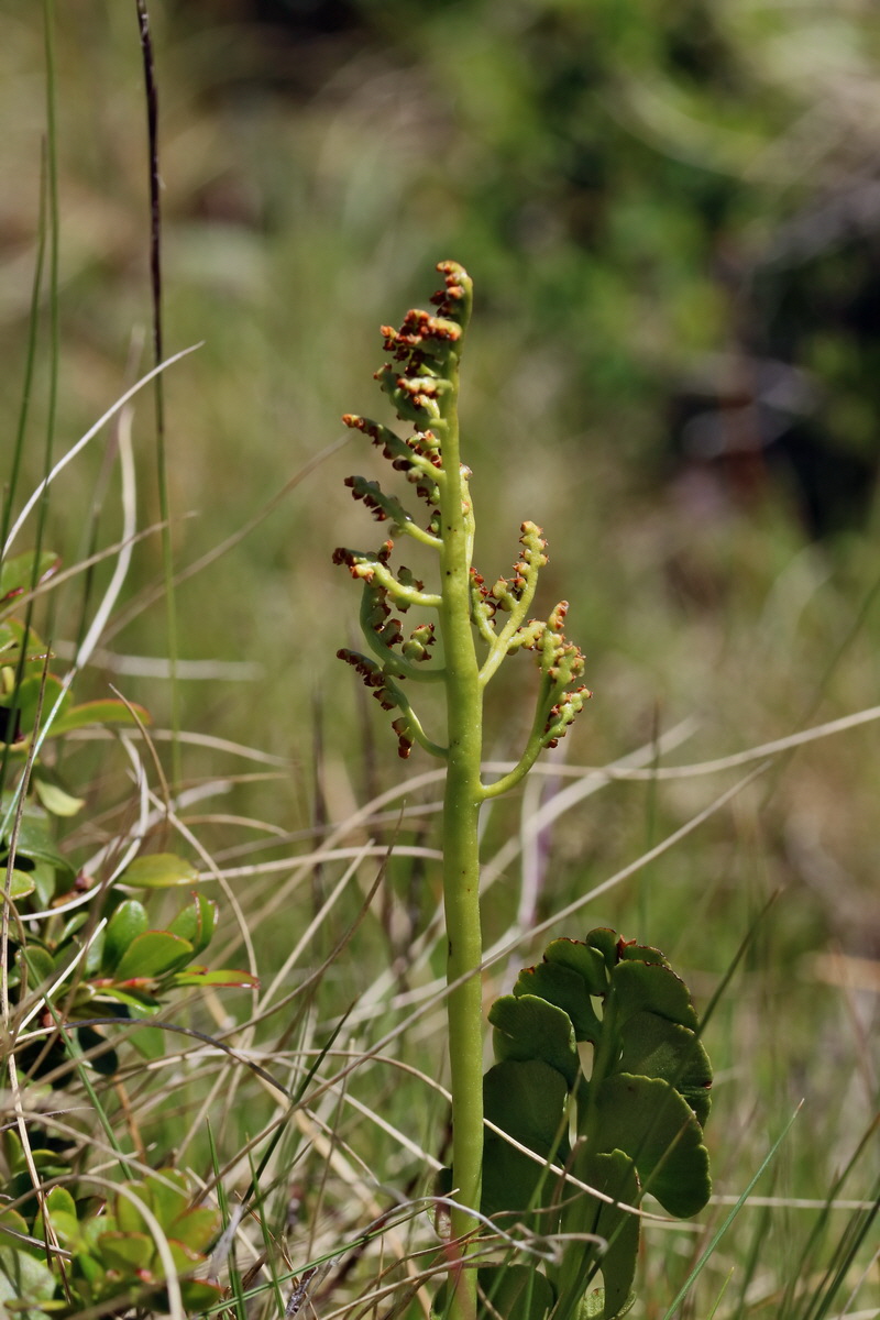 2017_07_06_038256p_Bildgr��e �ndern