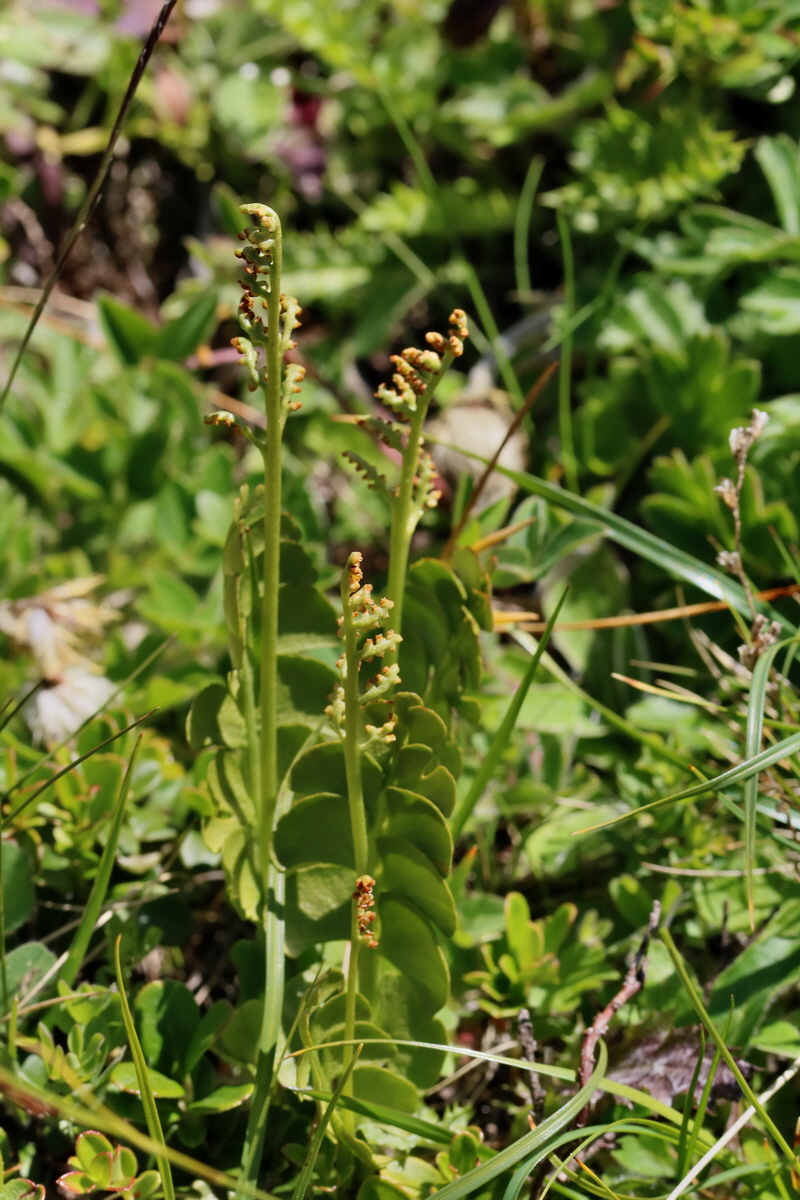 2017_07_06_038260p_Bildgr��e �ndern