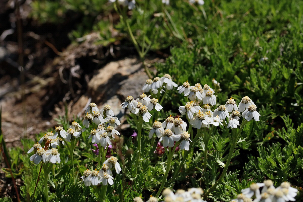 2017_07_06_038265p_Bildgr��e �ndern