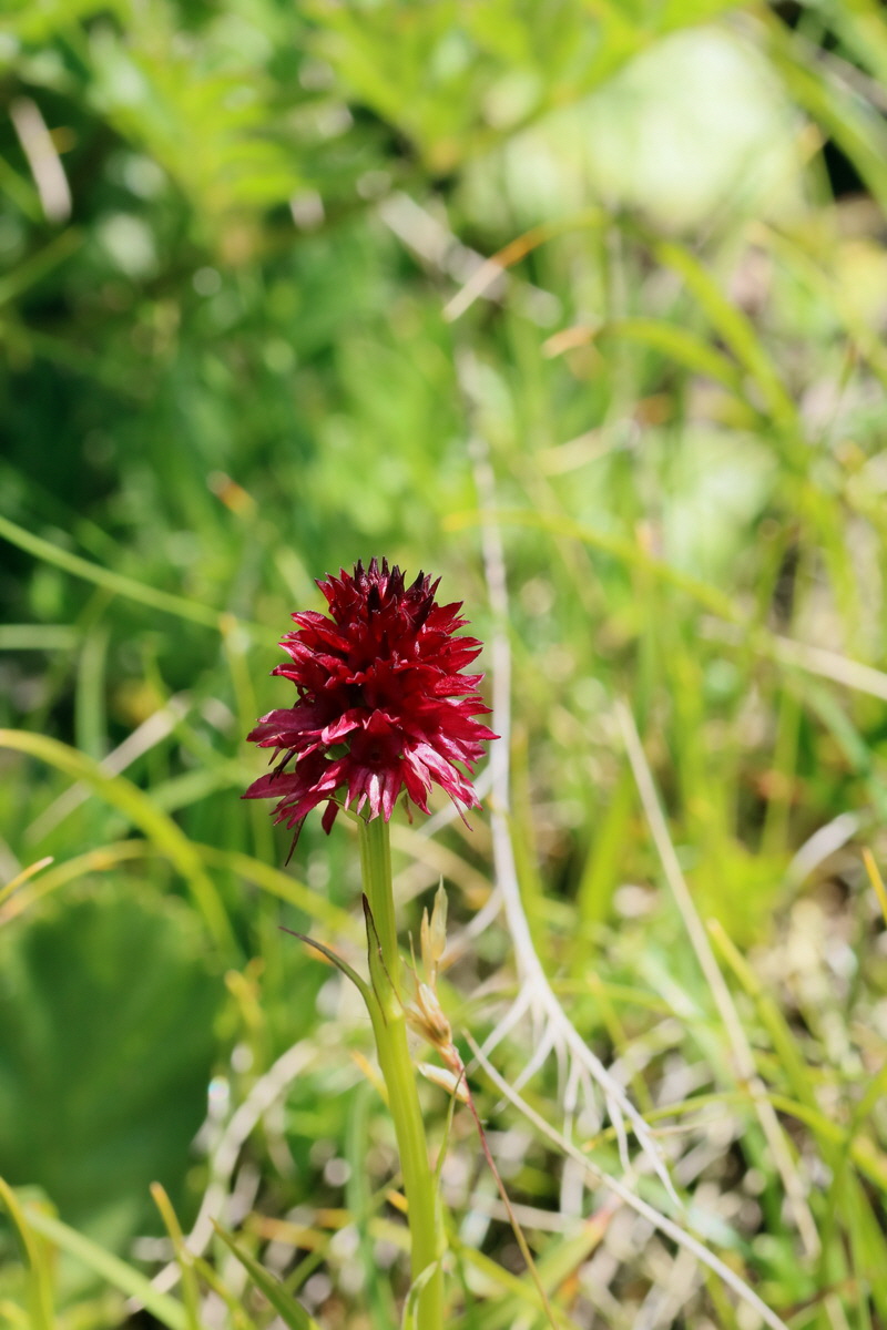 2017_07_06_038277p_Bildgr��e �ndern