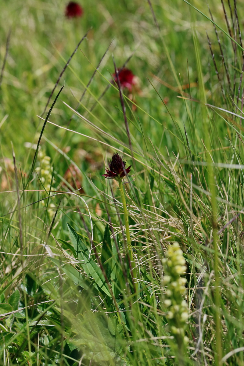 2017_07_06_038283p_Bildgr��e �ndern