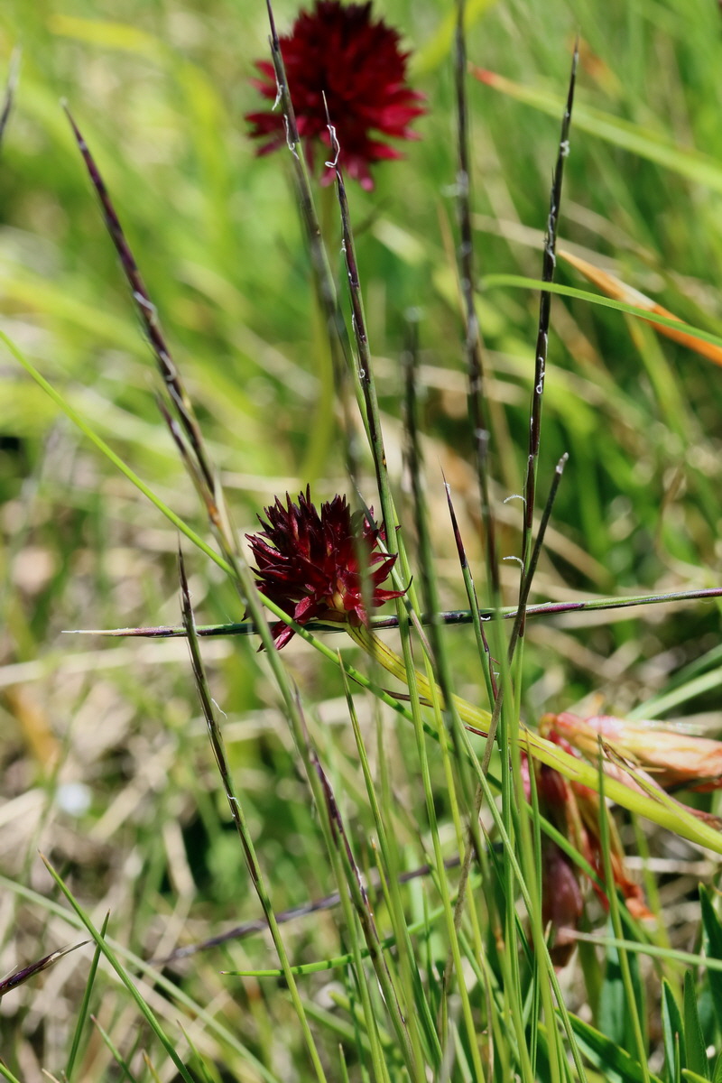 2017_07_06_038294p_Bildgr��e �ndern