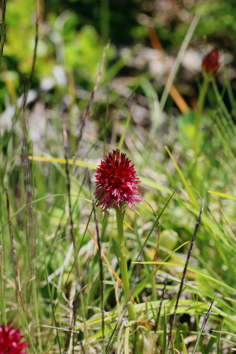 2017_07_06_038302p_Bildgr��e �ndern