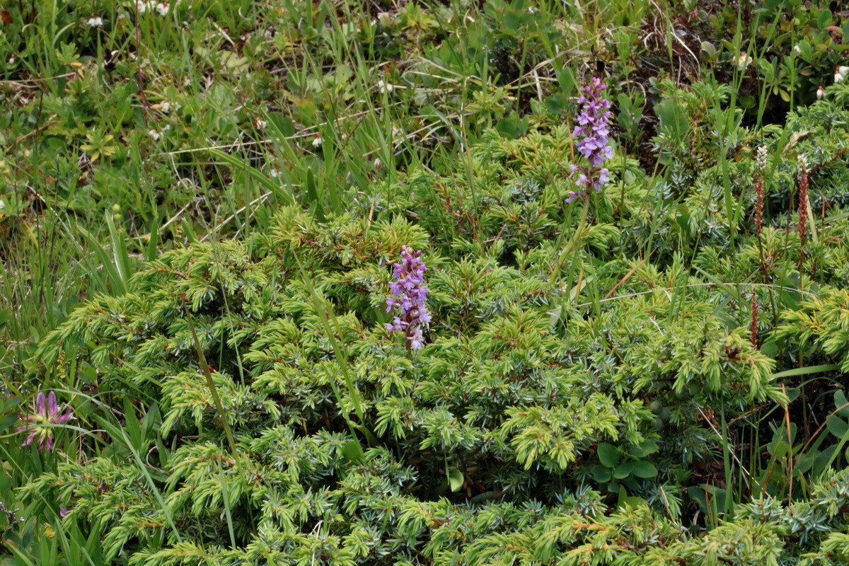 2017_07_06_038408p_Bildgr��e �ndern