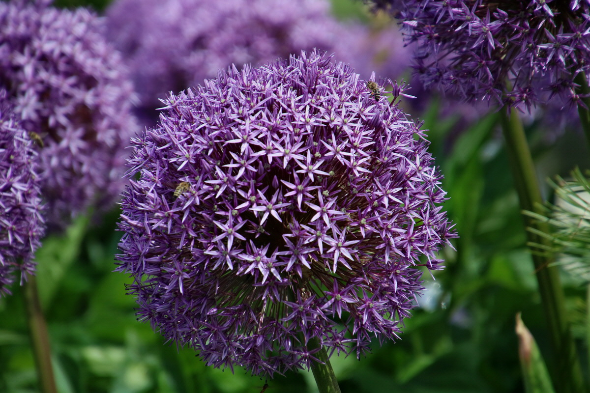 2017_07_06_038461p_Bildgr��e �ndern