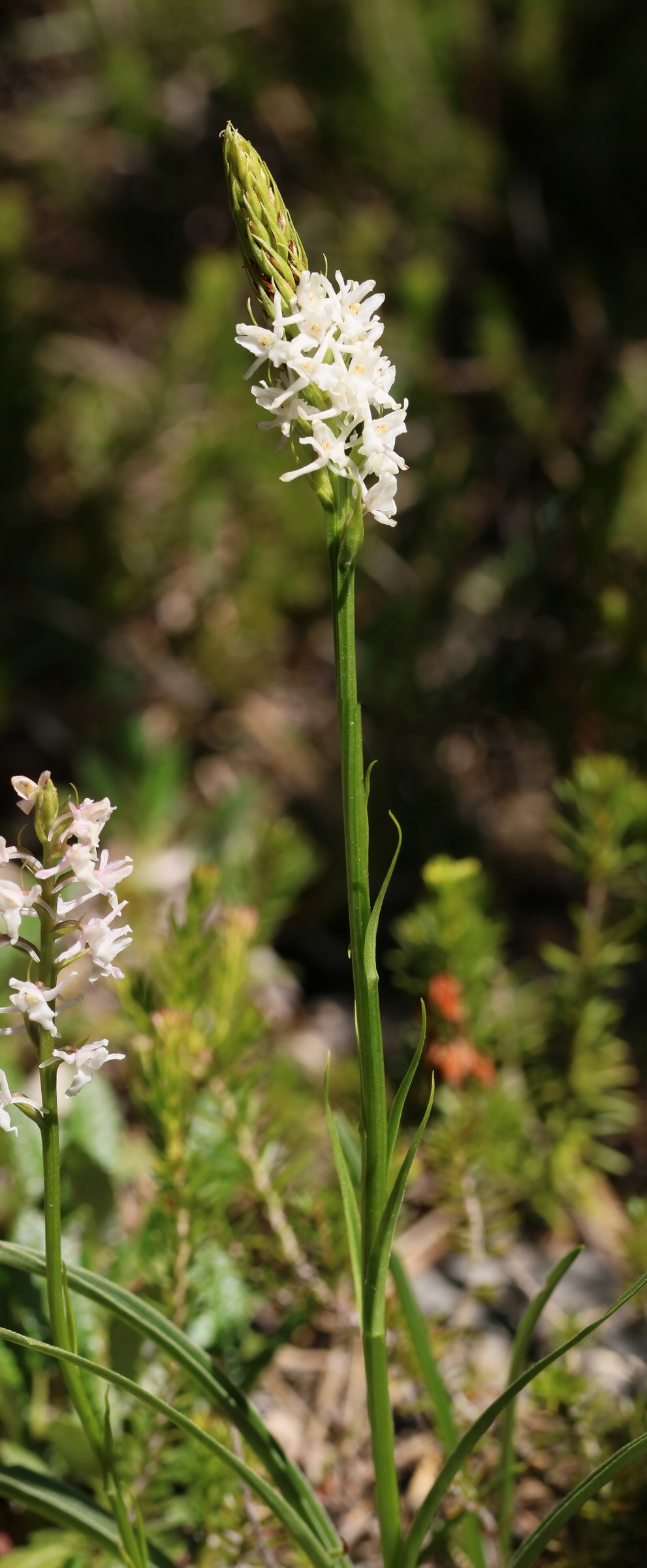 [Group 1]-2017_07_07_038491_2017_07_07_038493-2 images_Bildgr��e �ndern