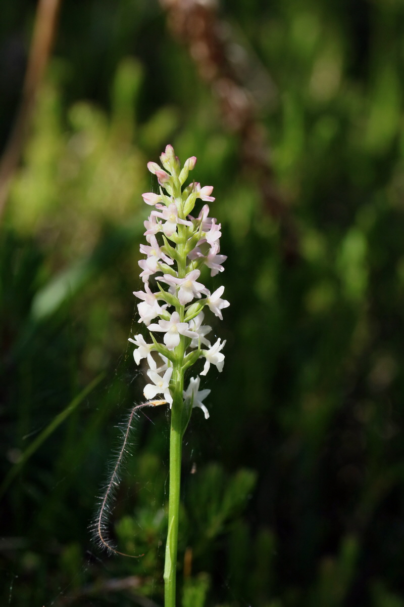 2017_07_07_038486p_Bildgr��e �ndern