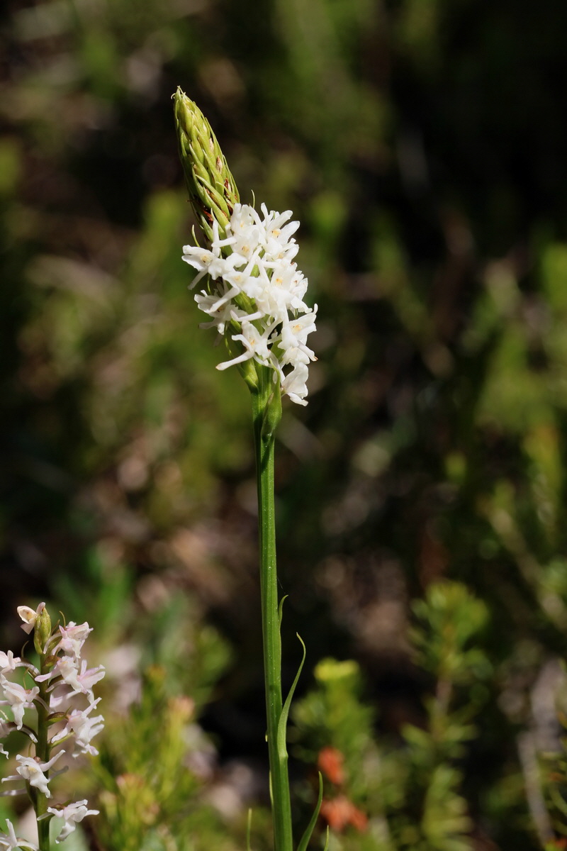 2017_07_07_038492p_Bildgr��e �ndern