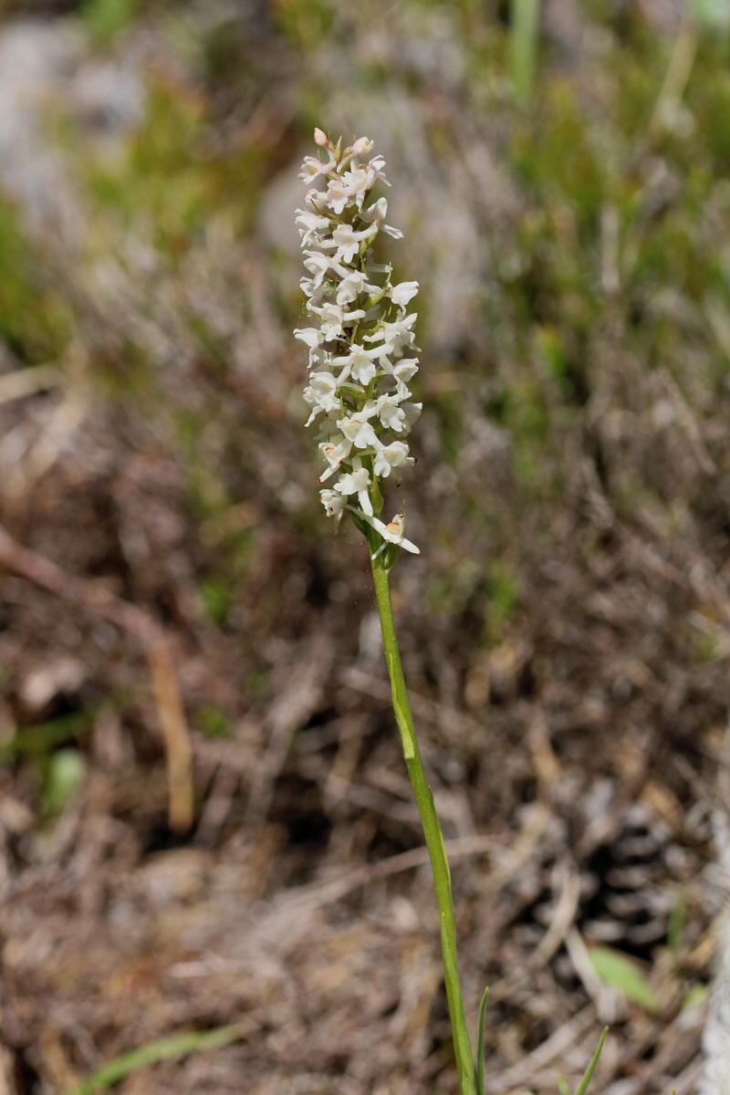 2017_07_07_038497p_Bildgr��e �ndern