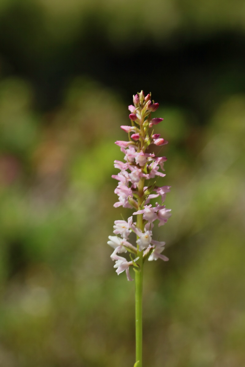 2017_07_07_038500p_Bildgr��e �ndern