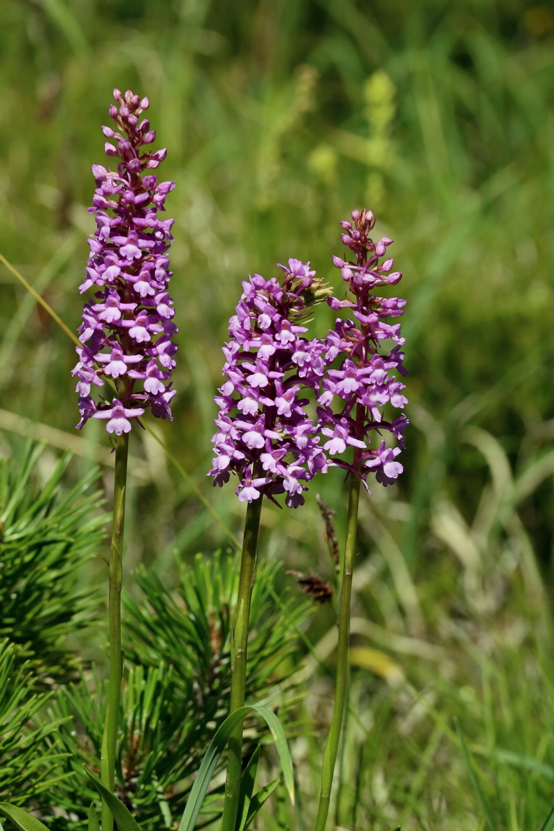 2017_07_07_038524p_Bildgr��e �ndern