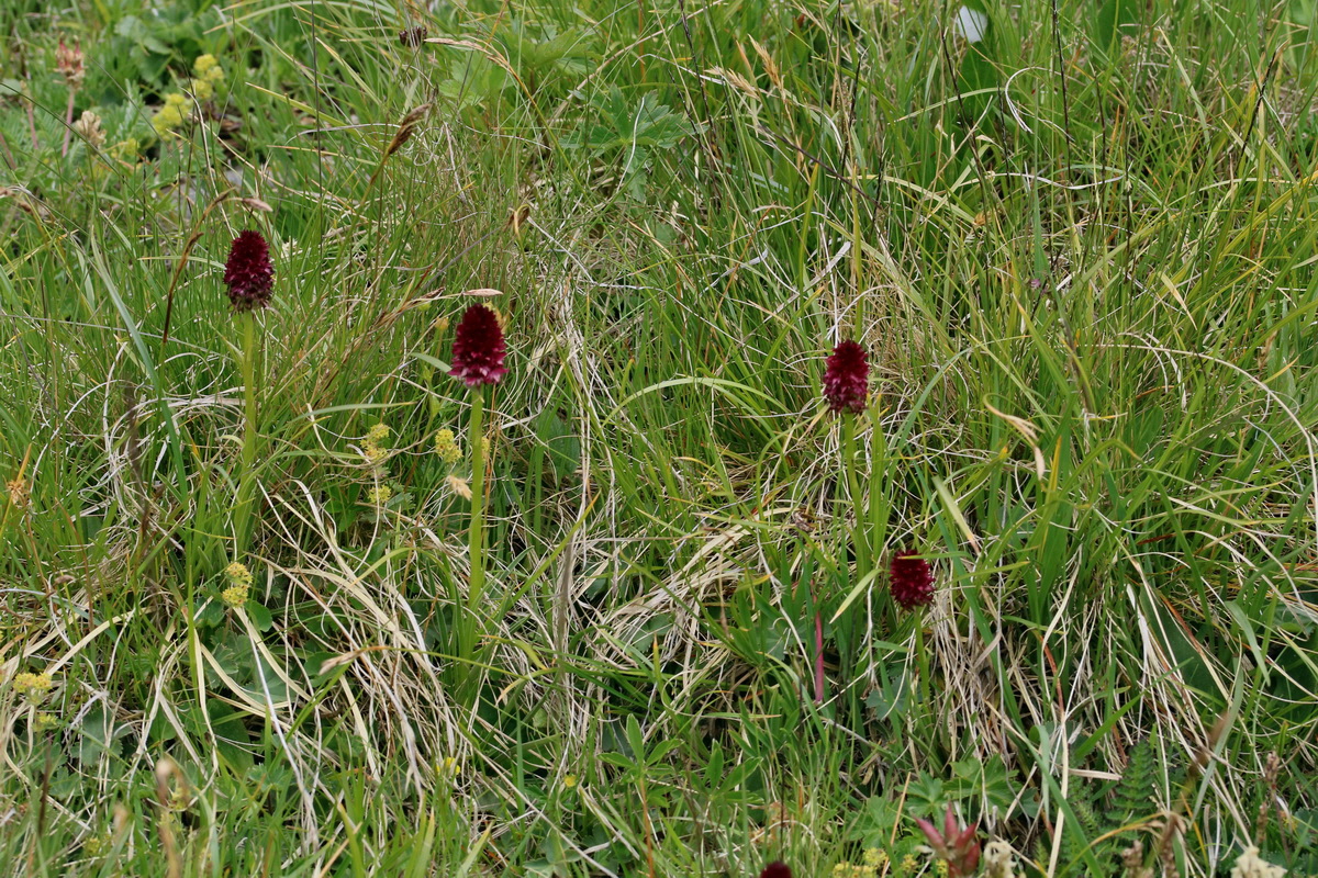 2017_07_07_038539p_Bildgr��e �ndern