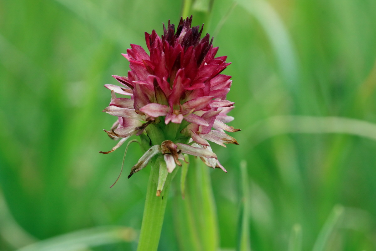 2017_07_07_038543p_Bildgr��e �ndern