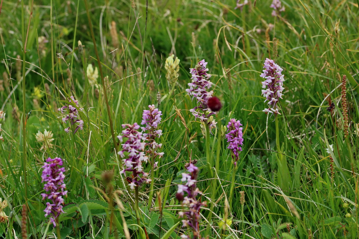 2017_07_07_038564p_Bildgr��e �ndern