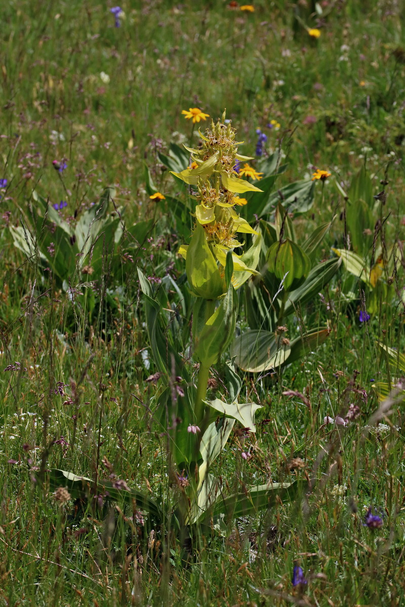 2017_07_07_038585p_Bildgr��e �ndern