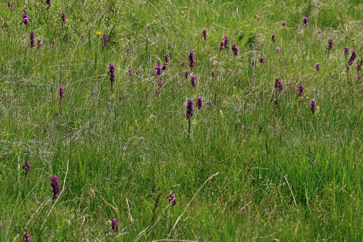 2017_07_07_038592p_Bildgr��e �ndern