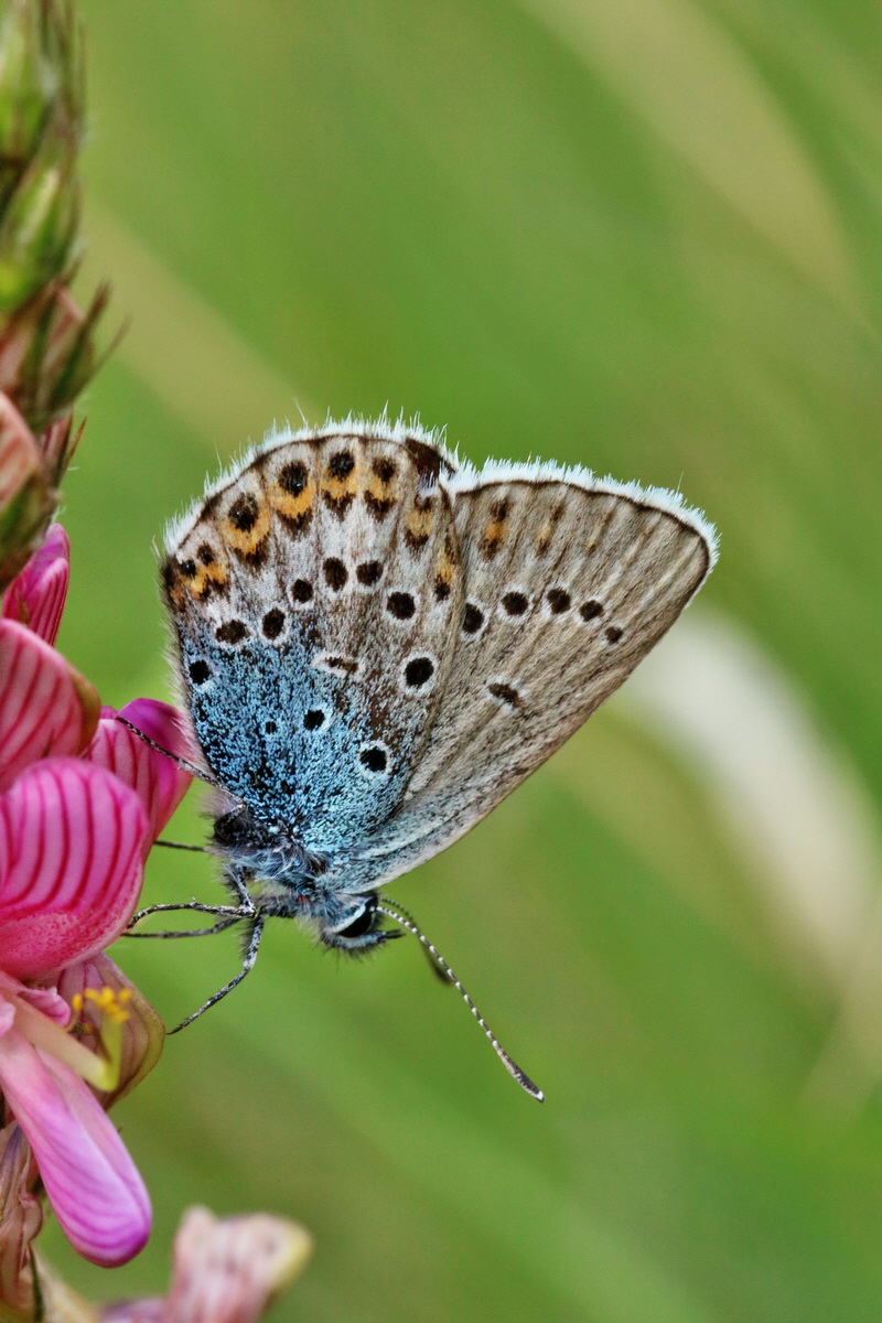 2017_07_08_038694p_Bildgr��e �ndern