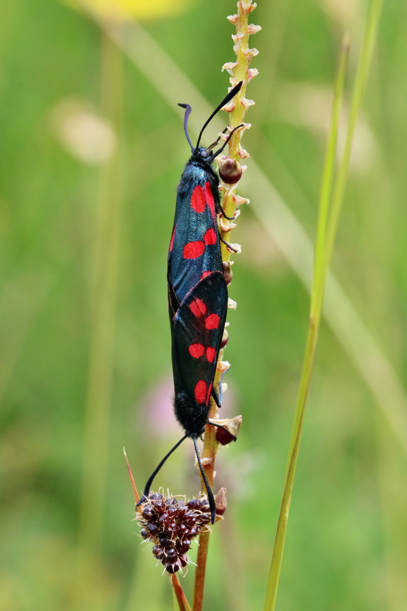 2017_07_08_038708p_Bildgr��e �ndern