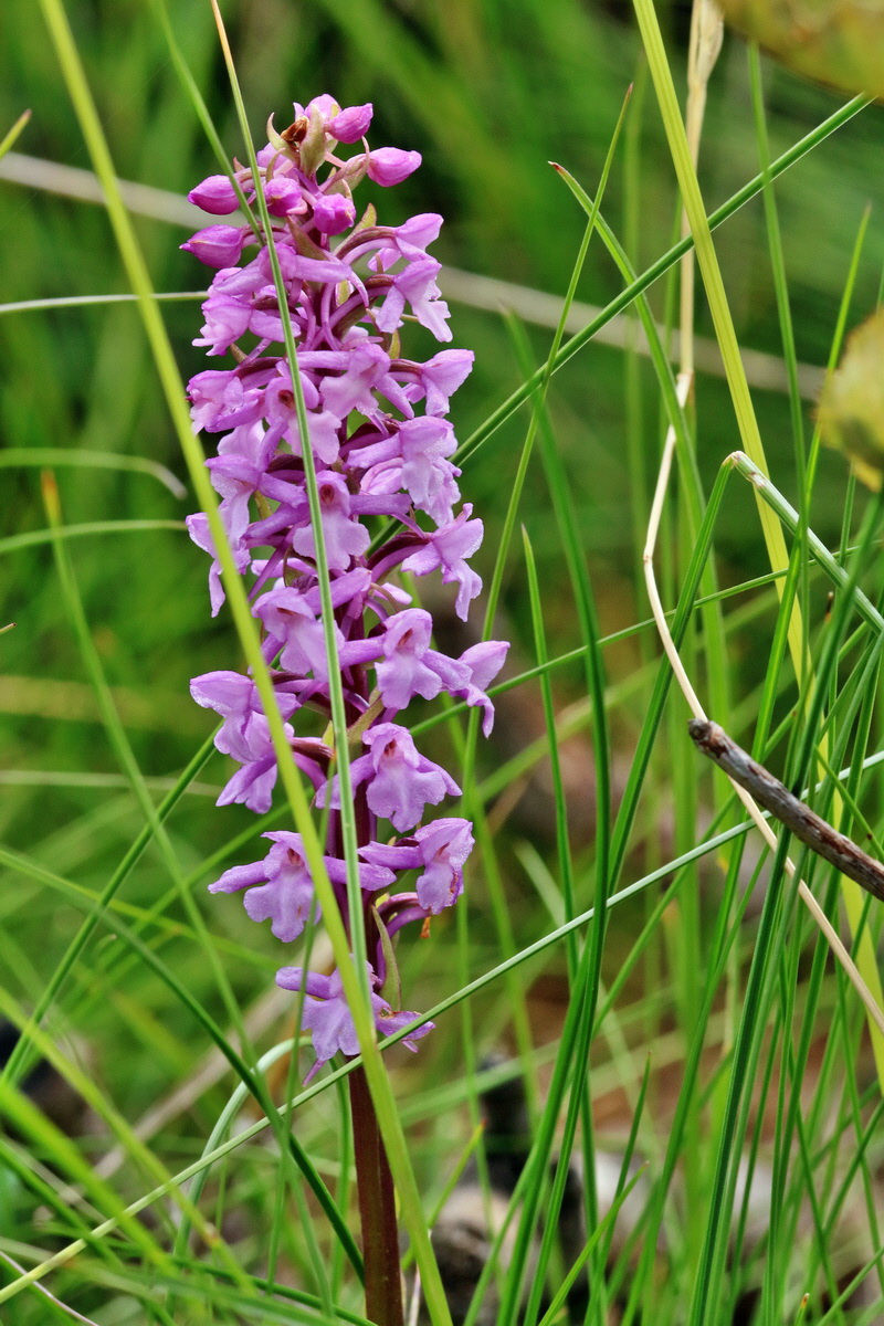 2017_07_08_038720p_Bildgr��e �ndern