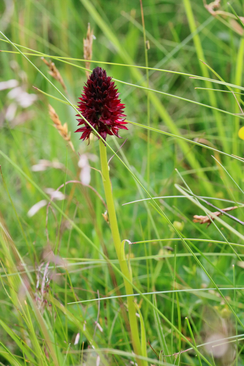 2017_07_08_038724p_Bildgr��e �ndern