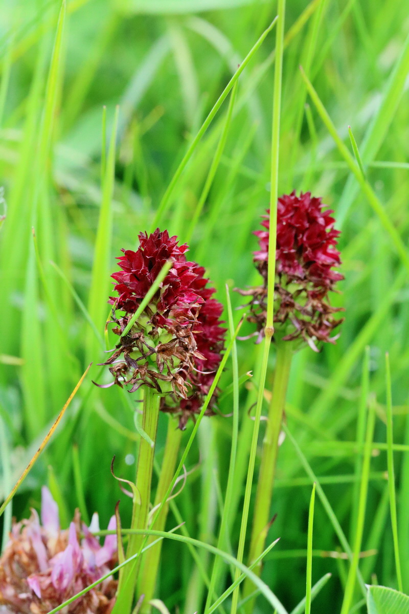 2017_07_08_038726p_Bildgr��e �ndern