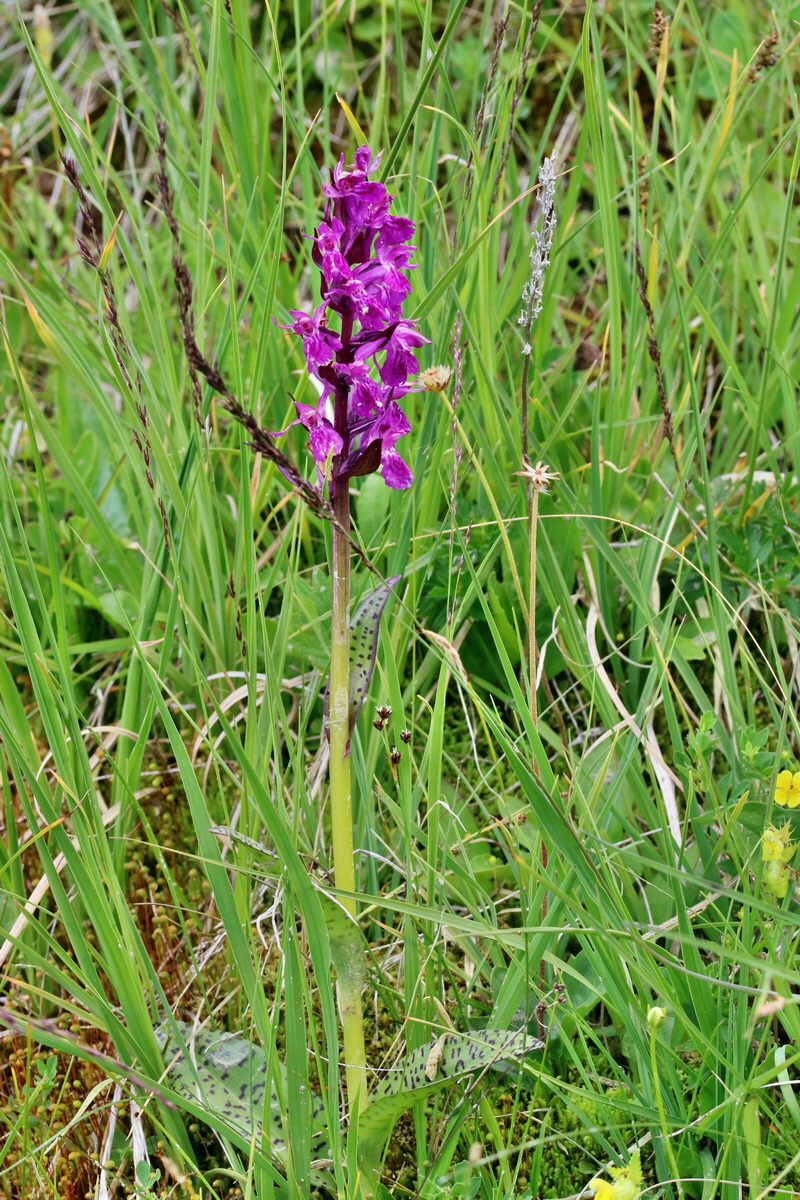 2017_07_08_038732p_Bildgr��e �ndern