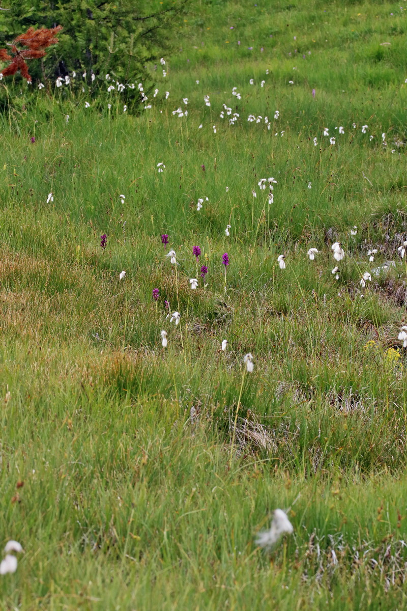 2017_07_08_038735p_Bildgr��e �ndern