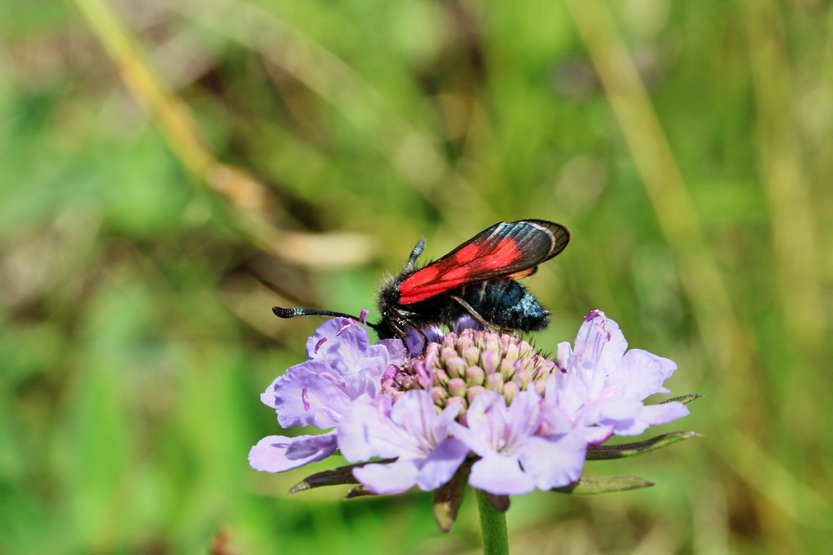 2017_07_08_038756p_Bildgr��e �ndern