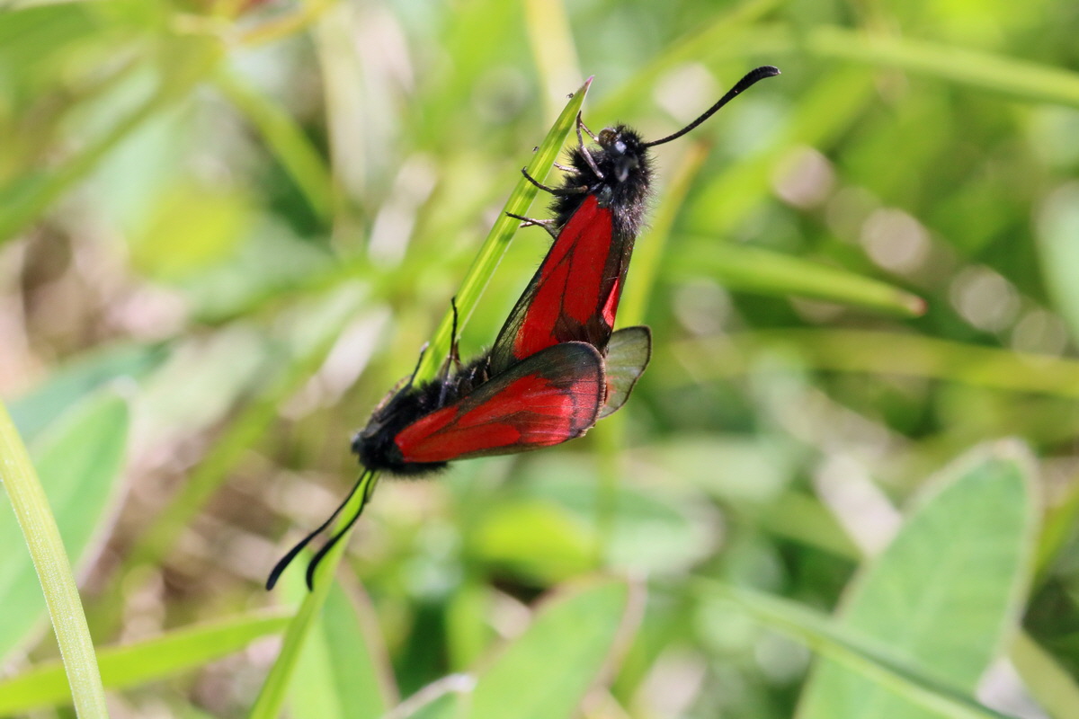 2017_07_08_038761p_Bildgr��e �ndern