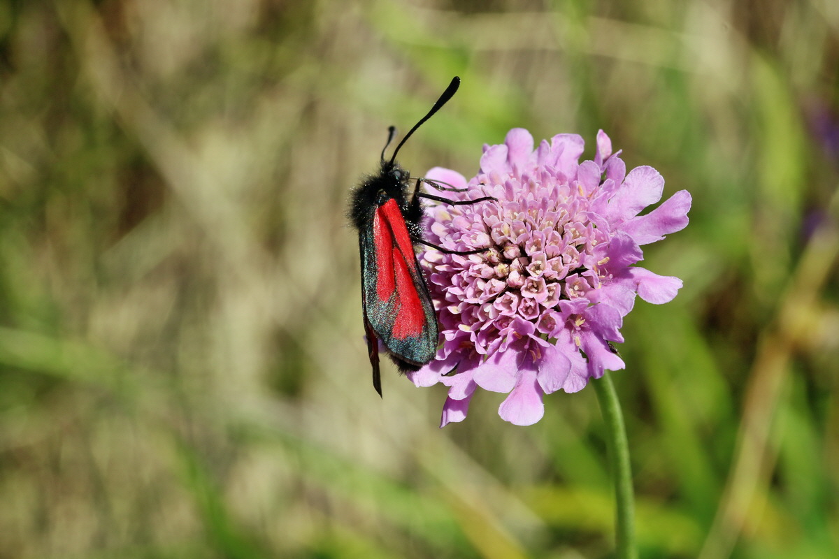 2017_07_08_038783p_Bildgr��e �ndern