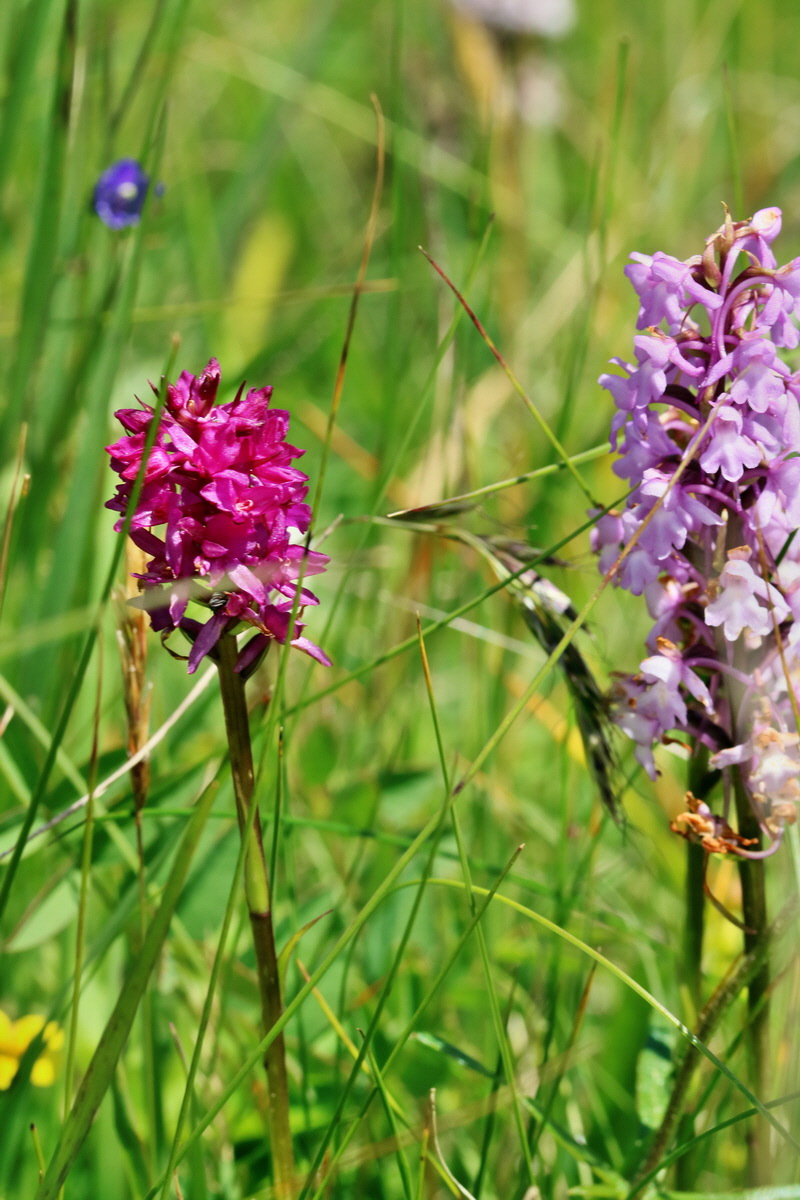 2017_07_08_038796p_Bildgr��e �ndern