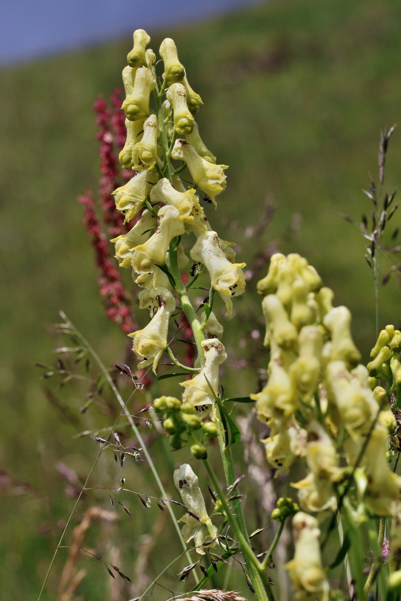 2017_07_08_038814p_Bildgr��e �ndern