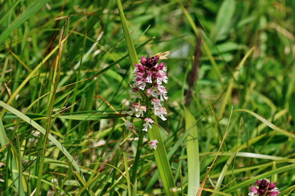 2017_07_08_038818p_Bildgr��e �ndern