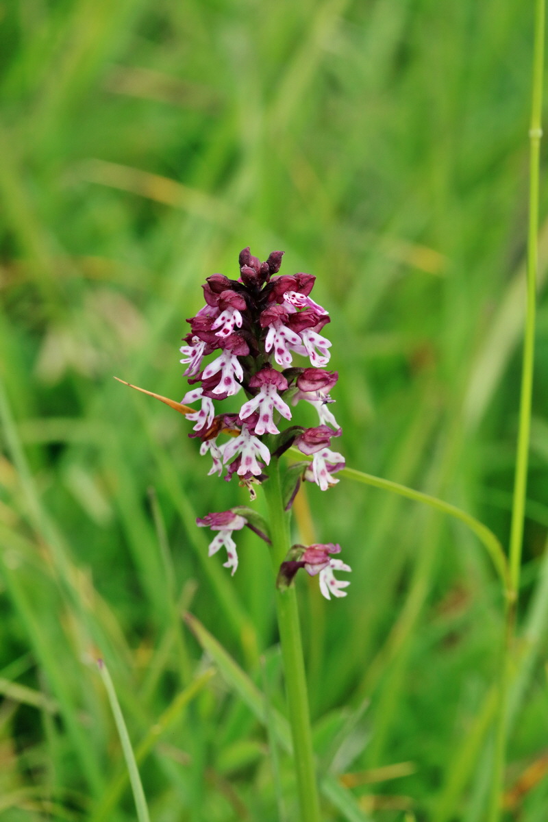 2017_07_08_038823p_Bildgr��e �ndern