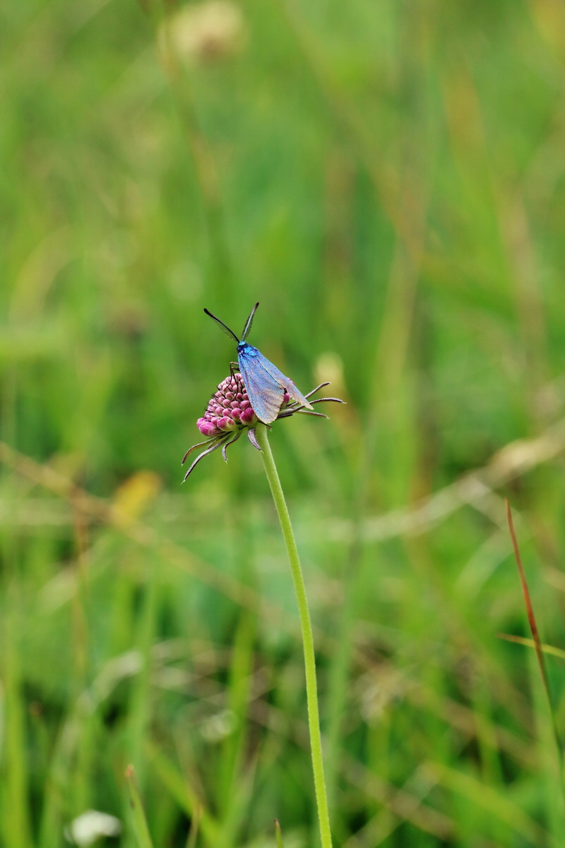 2017_07_08_038826p_Bildgr��e �ndern