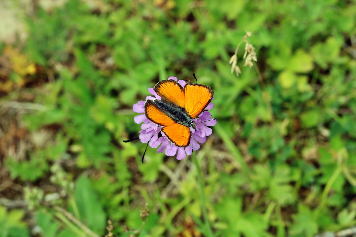 2017_07_08_038849p_Bildgr��e �ndern