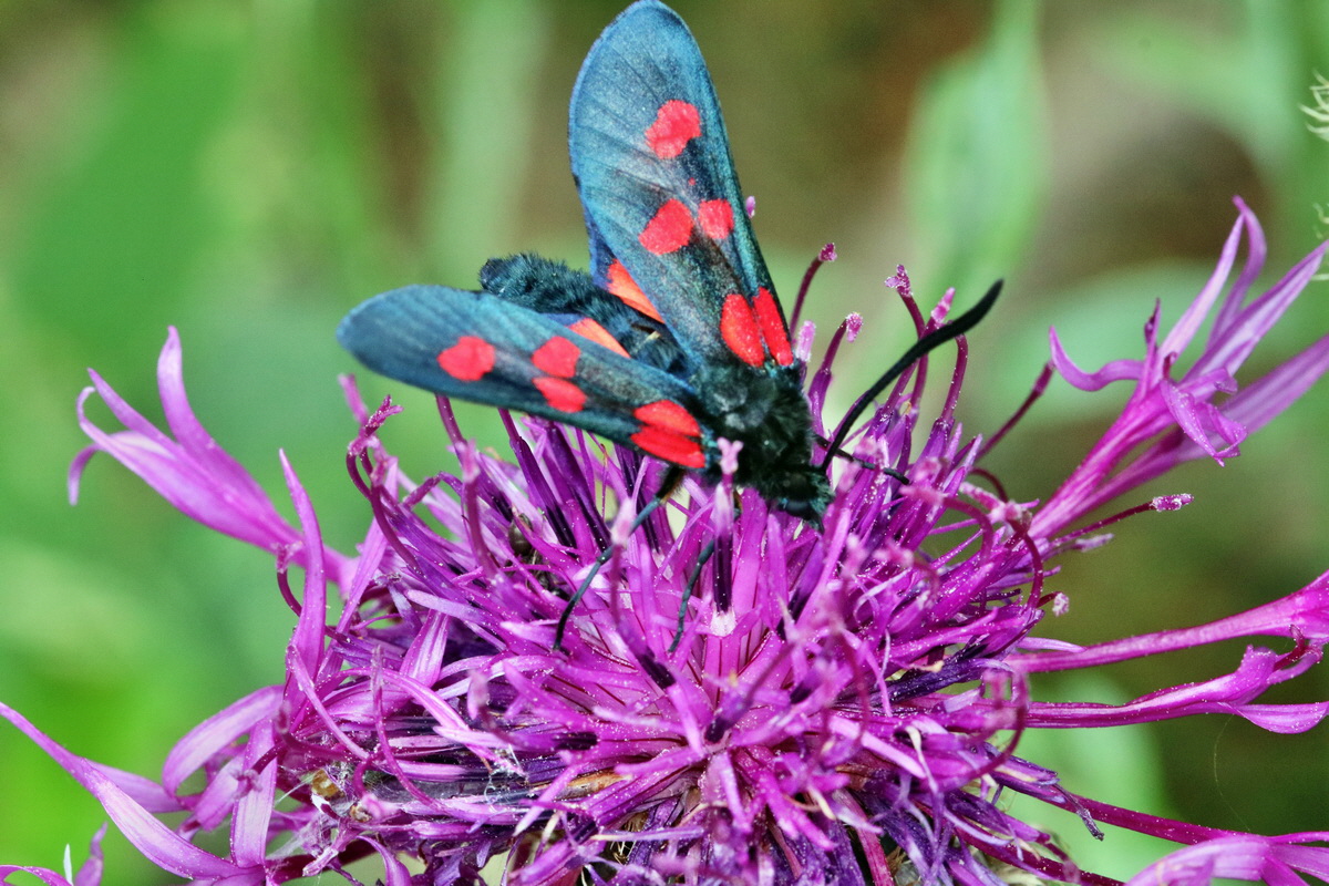 2017_07_08_038878p_Bildgr��e �ndern