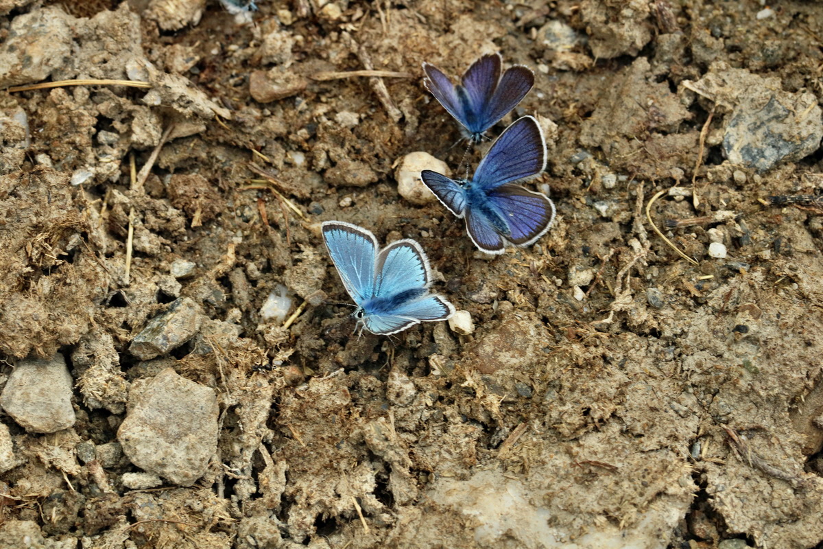 2017_07_08_038885p_Bildgr��e �ndern