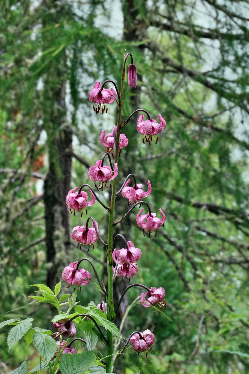 2017_07_10_039076p_Bildgr��e �ndern