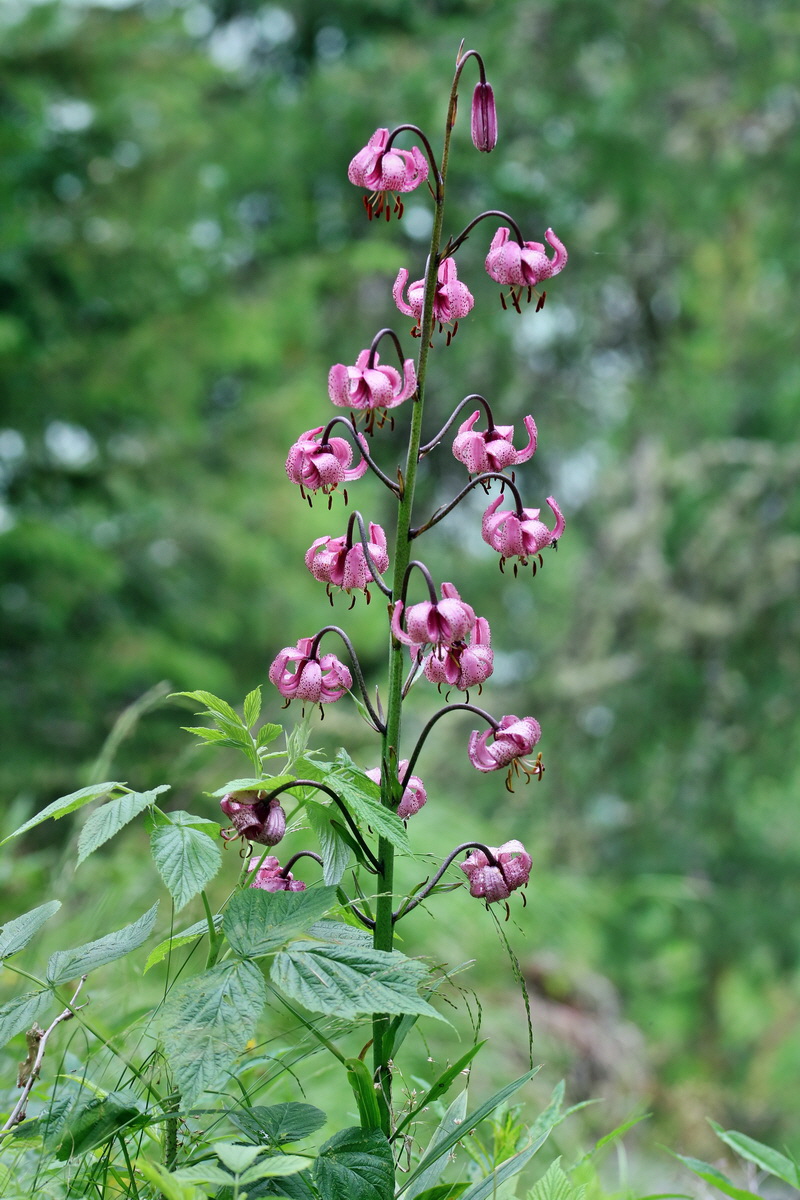 2017_07_10_039095p_Bildgr��e �ndern